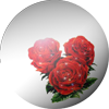 rosaglobe