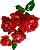 rosa1