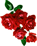 rosa1