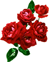 rosa1